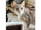 Adopt Pineapple a White Domestic Shorthair / Mixed Breed (Medium) / Mixed (short