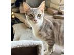 Adopt Pineapple a White Domestic Shorthair / Domestic Shorthair / Mixed cat in