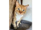 Adopt Tangelo a Orange or Red Domestic Shorthair / Mixed Breed (Medium) / Mixed