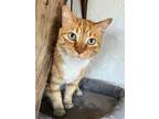 Adopt Tangelo a Orange or Red Domestic Shorthair / Domestic Shorthair / Mixed