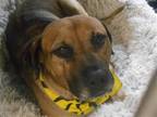 Adopt CHIP a Labrador Retriever / Mastiff / Mixed dog in Tustin, CA (41431511)