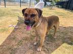 Adopt CHIP a Labrador Retriever / Mastiff / Mixed dog in Tustin, CA (41431511)