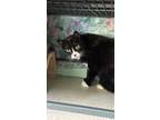 Adopt Artemis a All Black Domestic Shorthair / Domestic Shorthair / Mixed cat in