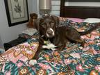 Adopt Forrest a Brown/Chocolate - with White Labrador Retriever / Bull Terrier /