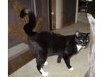 Adopt Dickens a Black (Mostly) Domestic Shorthair / Mixed (short coat) cat in