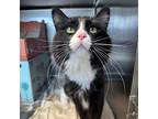 Adopt Mick Jagger a Domestic Mediumhair / Mixed cat in Sudbury, ON (41431393)