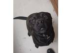 Adopt Django a Black - with White Staffordshire Bull Terrier / Mixed dog in