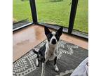 Adopt Callie a Black - with White Boston Terrier / Australian Cattle Dog / Mixed