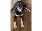 Adopt Harley a Black - with Tan, Yellow or Fawn Labrador Retriever / Collie /