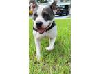 Adopt Adele a White - with Gray or Silver Pit Bull Terrier / Mixed dog in