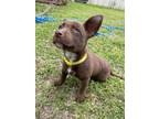 Adopt Misty a Brown/Chocolate - with White Terrier (Unknown Type