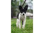 Adopt Wookie a Black - with White Border Collie / Mixed Breed (Medium) / Mixed