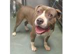 Adopt Premo a American Staffordshire Terrier / Mixed dog in Raleigh