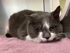 Adopt Zazu a Domestic Shorthair / Mixed cat in Cornwall, ON (41431359)