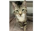 Adopt Kemper (Pounce Cat Cafe) a Tan or Fawn Domestic Shorthair / Domestic