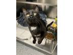 Adopt Ollie a Domestic Shorthair / Mixed cat in Greater Napanee, ON (41431311)