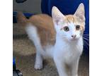 Adopt Dewey a Orange or Red (Mostly) Domestic Shorthair / Mixed (short coat) cat
