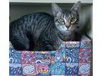 Adopt Reid a Gray or Blue Domestic Shorthair / Domestic Shorthair / Mixed cat in