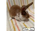 Adopt Apple Jack a Orange Other/Unknown / Mixed rabbit in Gwinn, MI (41394113)