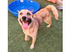 Adopt Rubble a Black Shepherd (Unknown Type) / Mixed Breed (Medium) / Mixed