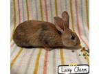Adopt Lucky Charm a Orange Other/Unknown / Mixed rabbit in Gwinn, MI (41394112)