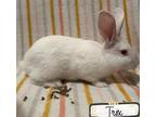 Adopt Trix a Tri-color Satin / Mixed (short coat) rabbit in Gwinn, MI (41394111)