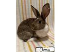 Adopt Cheerio a Chocolate Other/Unknown / Mixed rabbit in Gwinn, MI (40922892)