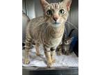 Adopt Tiff a Gray or Blue Domestic Shorthair / Domestic Shorthair / Mixed cat in