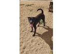 Adopt Vin a Black Labrador Retriever / Mixed dog in Maquoketa, IA (39525644)