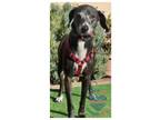 Adopt COH Hunter a Black Dachshund / Mixed dog in Inglewood, CA (40266688)