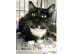 Adopt Asiago a All Black Domestic Shorthair / Mixed Breed (Medium) / Mixed