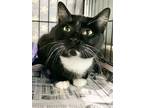 Adopt Asiago a All Black Domestic Shorthair / Domestic Shorthair / Mixed cat in