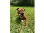 Adopt Major a Brown/Chocolate Labrador Retriever / Boxer / Mixed dog in Green