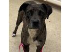 Adopt Maybelle a Gray/Blue/Silver/Salt & Pepper Catahoula Leopard Dog / Mixed