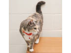 Adopt Patty Mintz a Tan or Fawn Domestic Mediumhair / Domestic Shorthair / Mixed