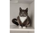 Adopt Connie a Gray or Blue Domestic Shorthair / Mixed Breed (Medium) / Mixed