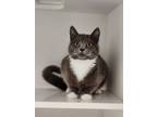 Adopt Connie a Gray or Blue Domestic Shorthair / Domestic Shorthair / Mixed cat