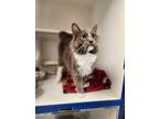 Adopt Gertie a Gray or Blue Domestic Shorthair / Mixed Breed (Medium) / Mixed