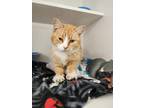 Adopt Frida a Orange or Red Domestic Longhair / Mixed Breed (Medium) / Mixed