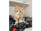 Adopt Frida a Orange or Red Domestic Longhair / Domestic Shorthair / Mixed cat
