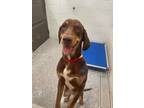 Adopt Dove a Brown/Chocolate Hound (Unknown Type) / Mixed dog in Baton Rouge