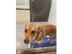 Adopt Charaka a Red/Golden/Orange/Chestnut Labrador Retriever / Mixed Breed