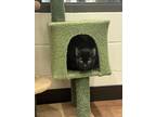 Adopt Muffins* a All Black Domestic Shorthair / Domestic Shorthair / Mixed cat