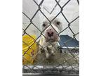 Adopt Yeti a White Mixed Breed (Small) / Mixed Breed (Medium) / Mixed (short