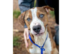 Adopt Monkey Pie -In Foster a Brown/Chocolate Mixed Breed (Large) / Mixed dog in