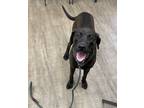 Adopt Cola a Black Labrador Retriever / Mixed Breed (Medium) / Mixed (short