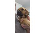Adopt 55894792 a Tan/Yellow/Fawn Mastiff / Terrier (Unknown Type