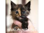 Adopt Apricot #14563 a Tortoiseshell Domestic Mediumhair (short coat) cat in