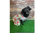 Adopt Daisy a Black - with Gray or Silver Chiweenie / Mixed dog in Yukon