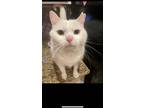 Adopt Leroy a White Domestic Shorthair / Mixed (short coat) cat in Riverview